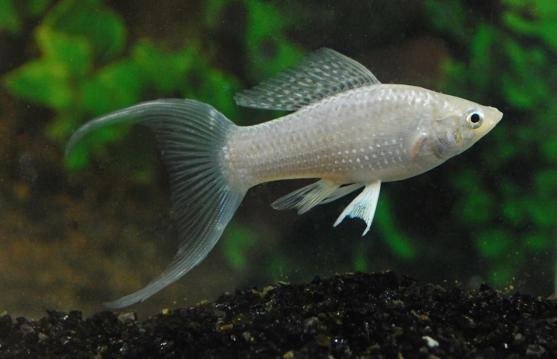 Molly Voile Blanc Voile