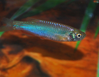 Pearl Danio