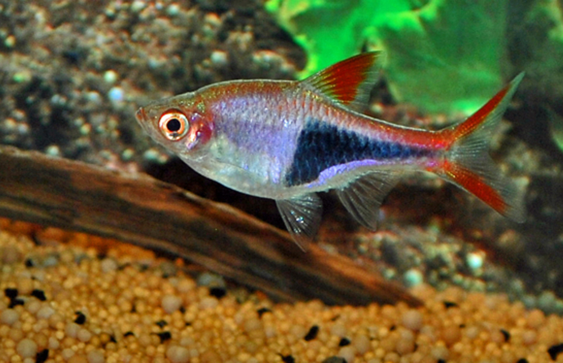Rasbora Arlequin