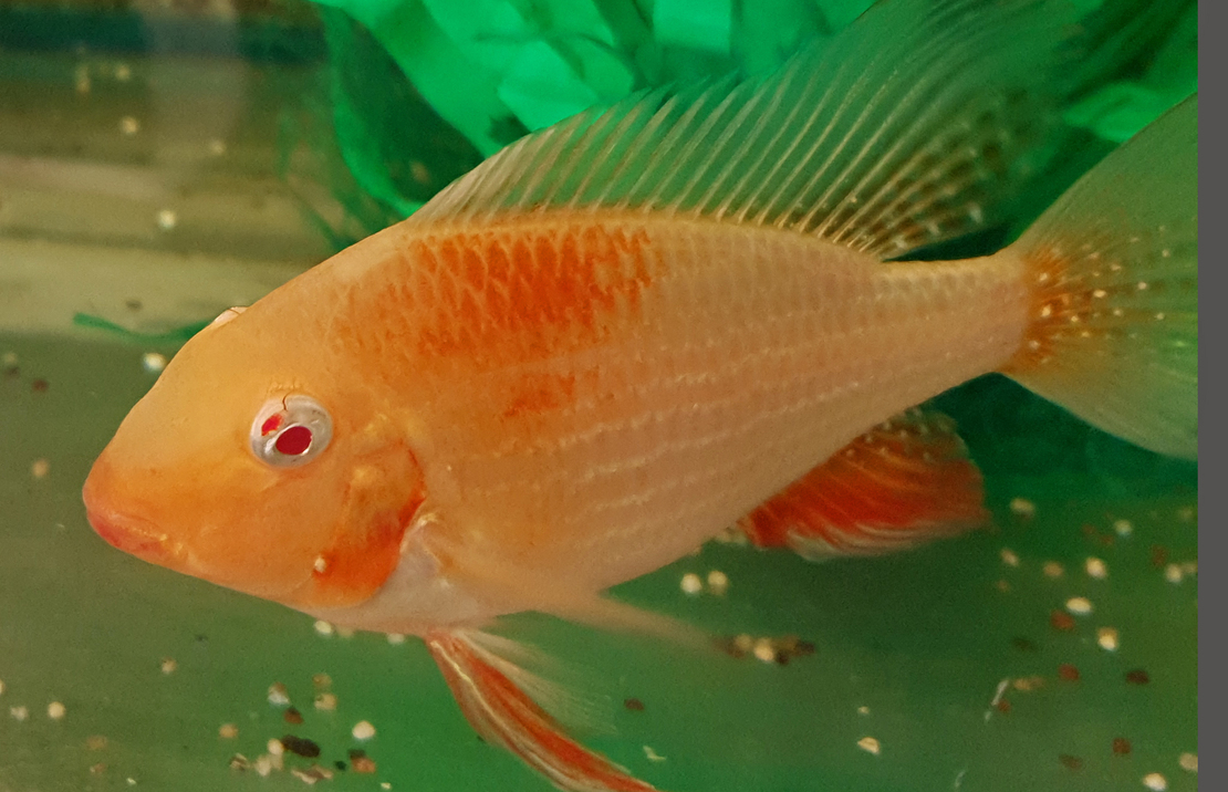 CichlidÉ De Heckels Albino