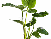 Anubias Barteri - Pe