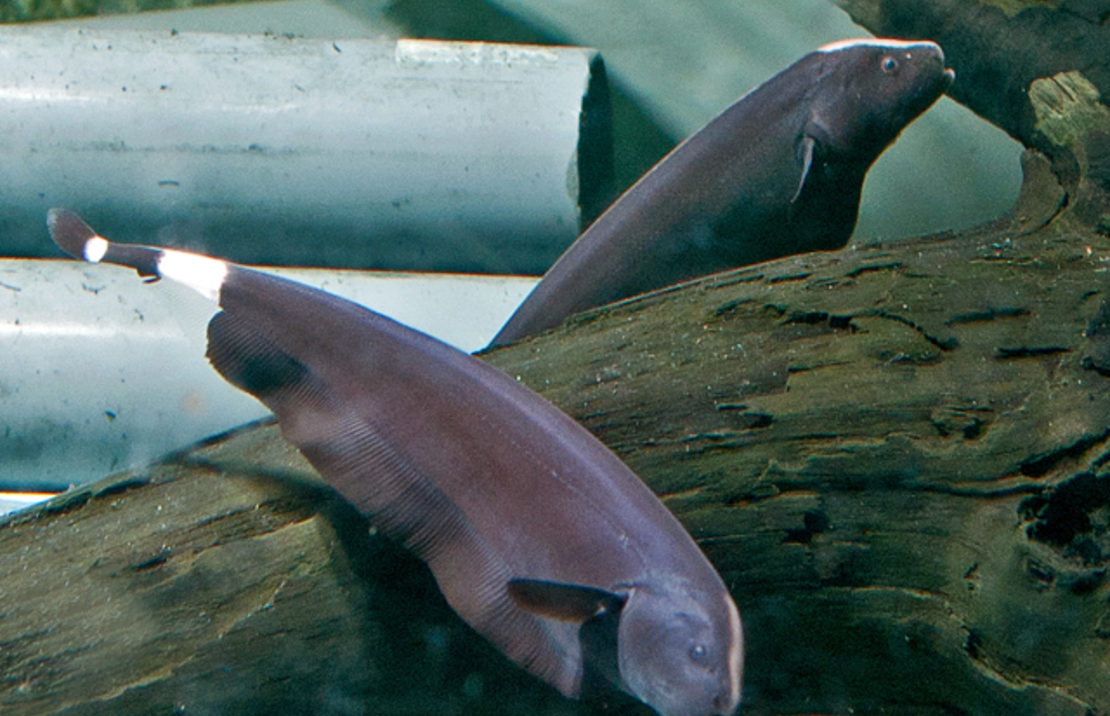 Poisson Couteau AmÉricain