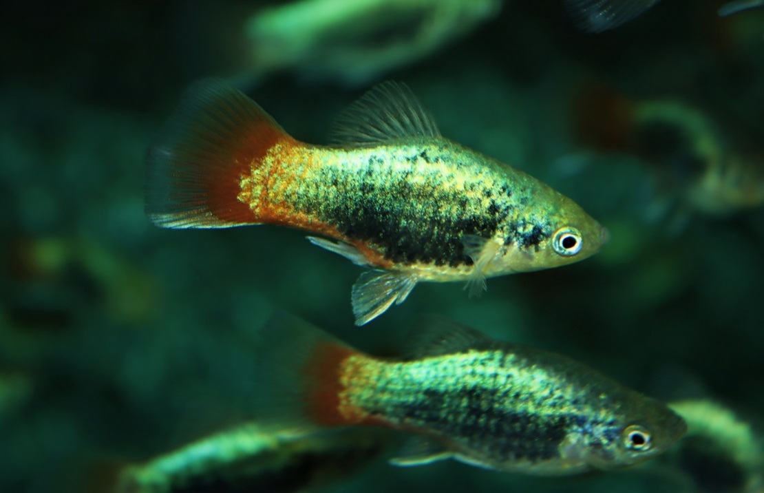 Platy Tuxedo Bleu Rougequeue