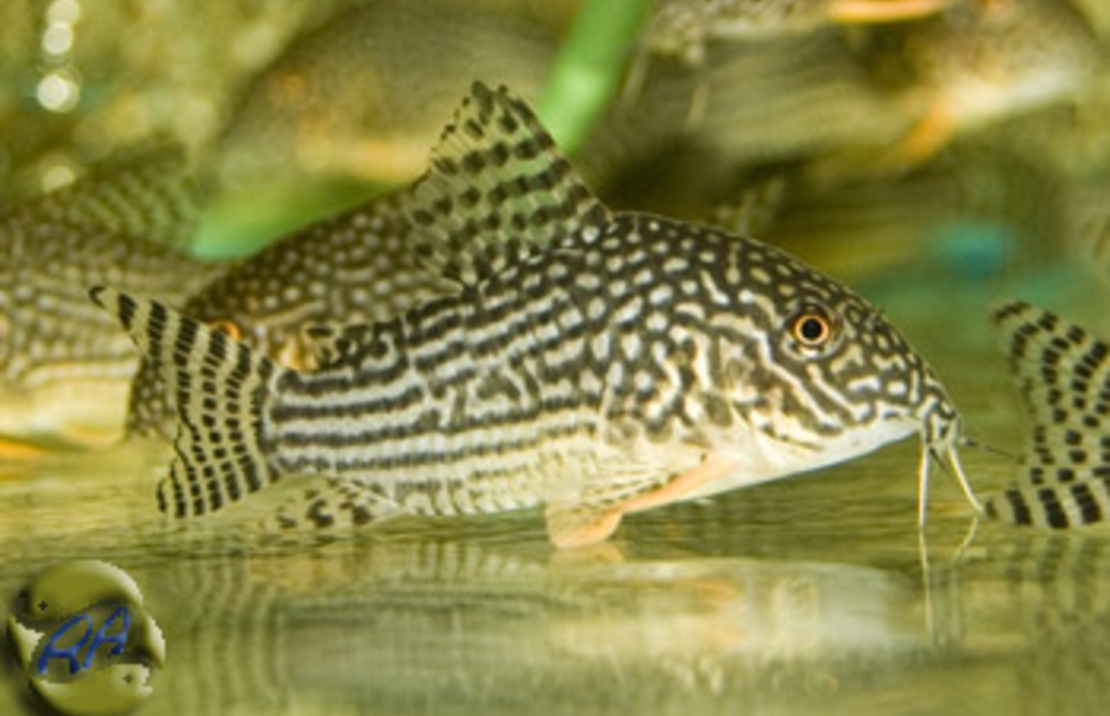 Sterba's Pantsermeerval