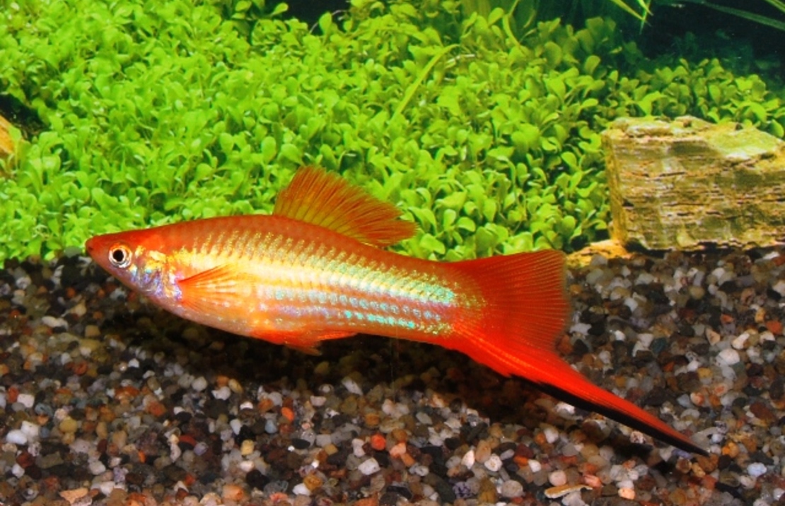 Zwaarddrager Marigold