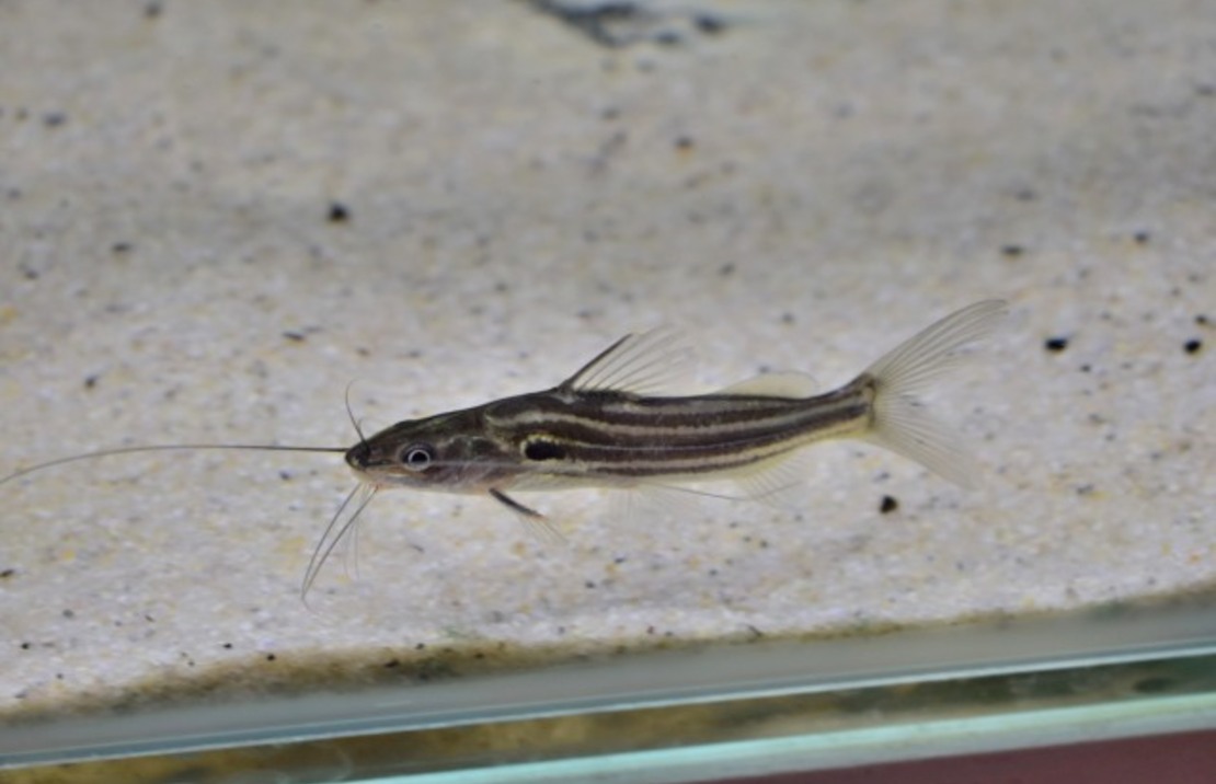 Silure Vittatus