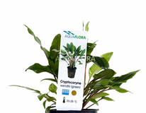 Cryptocoryne Wendtii 'green' - Pe