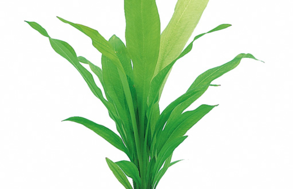 Echinodorus Uruguayensis - Pe