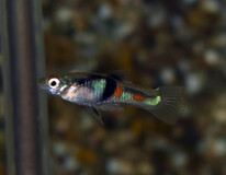 Endler's Guppy El Tigre (m/f)