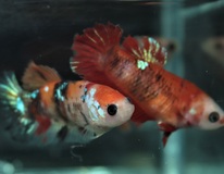 Betta Sp. Plakat Koi Nemo Female M