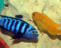 CichlidÉ Malawi Saulosi