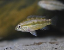 Apisto À Trois Bandes 