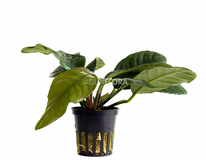 Anubias Barteri Var. Coffeifolia - Pe