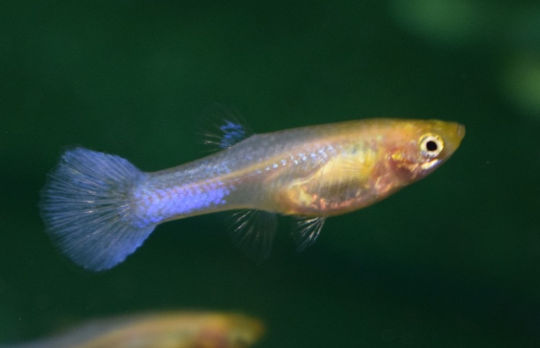 Guppy Snow White Female