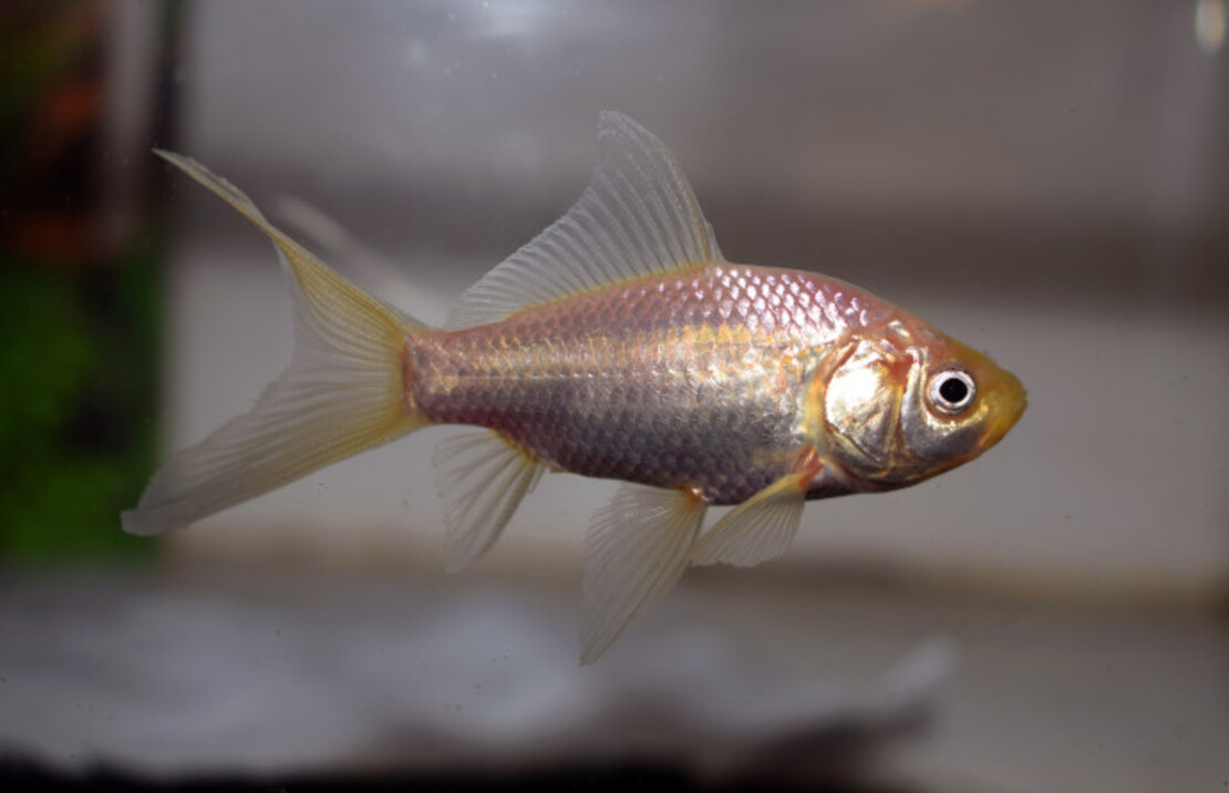 Goudvis Komeetstaart Wit