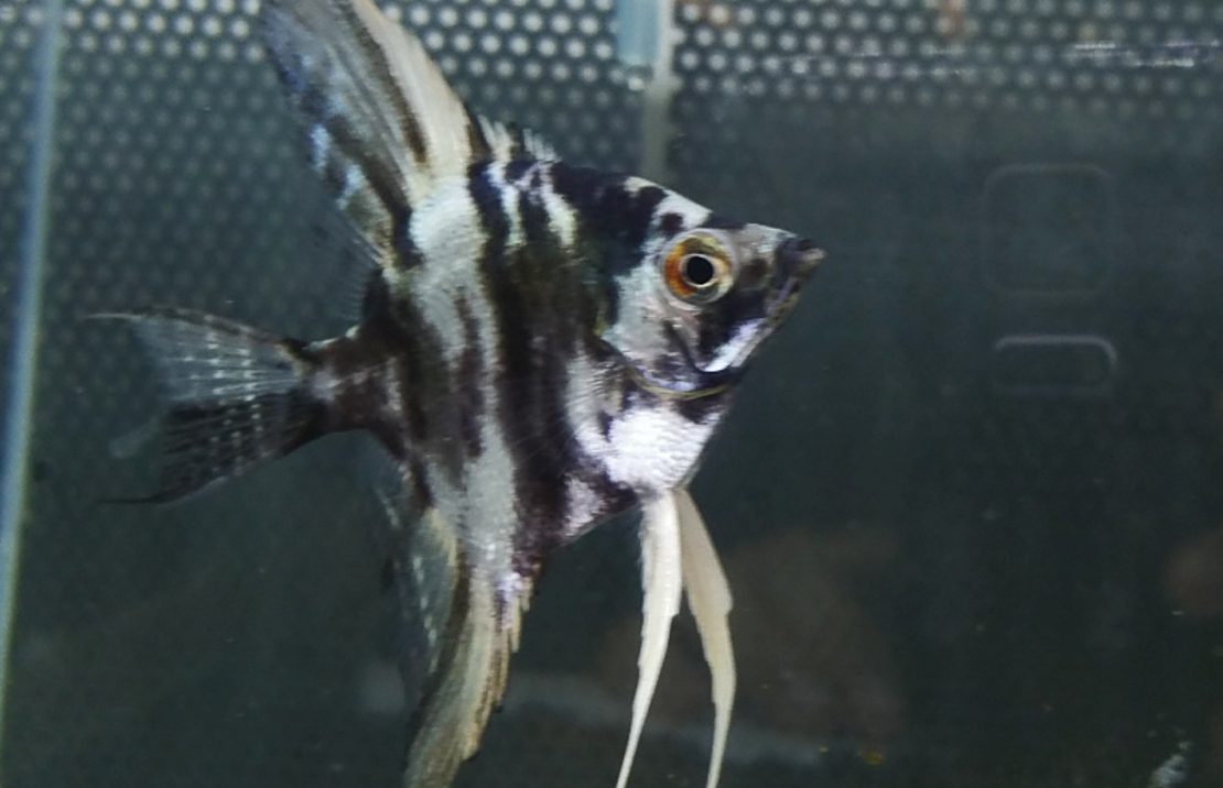 Scalaire Bleu MarbrÉ