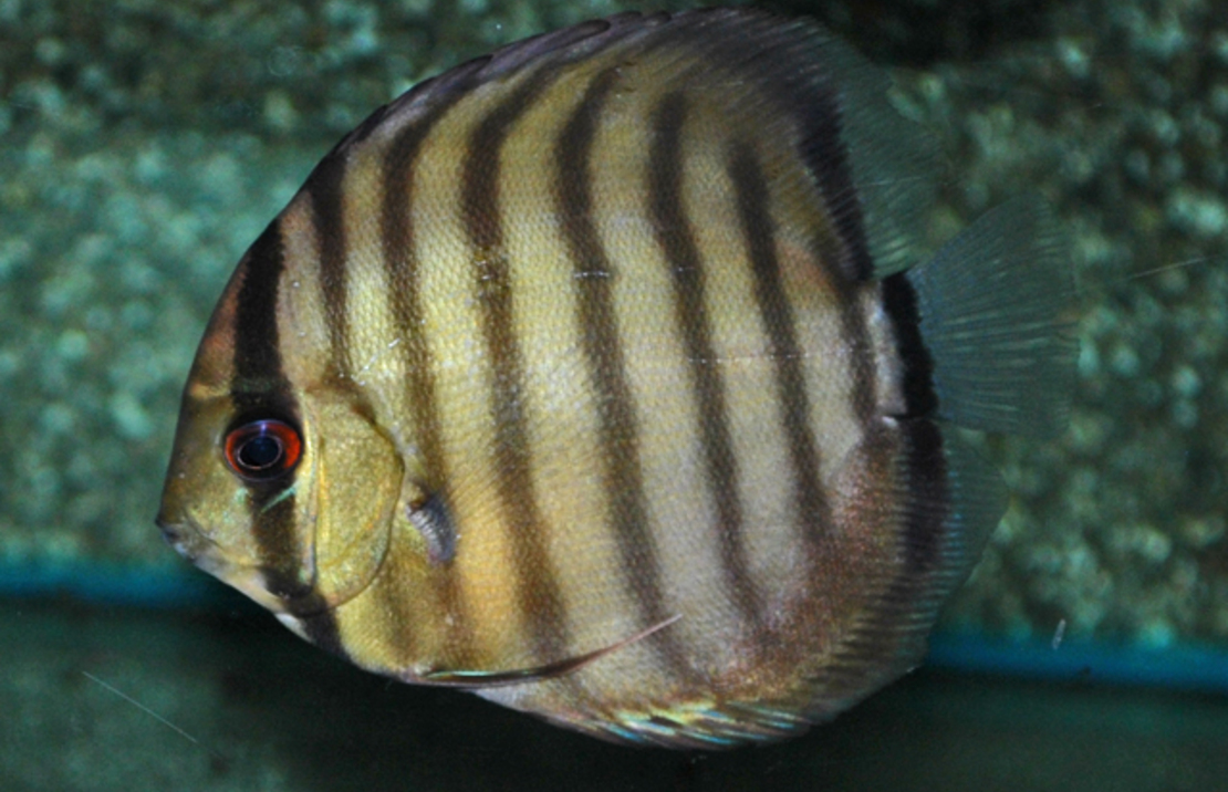 Diskus Peru Rio Nanay