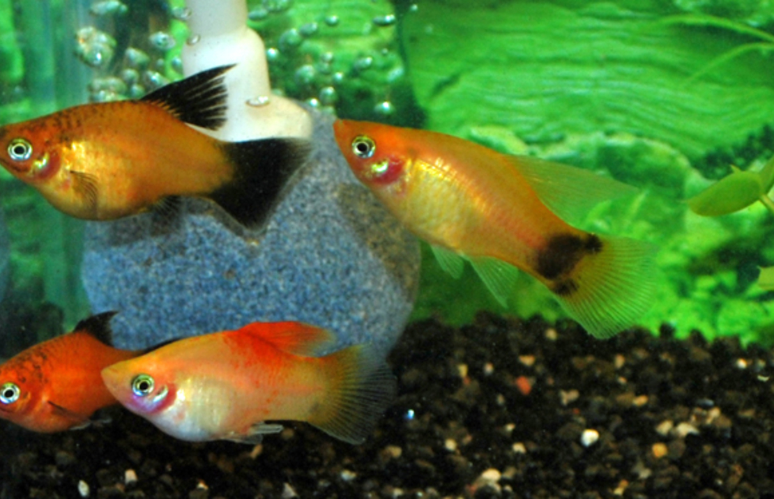Platy Highfin Assortis