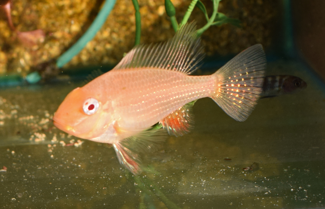 CichlidÉ De Heckels Albino