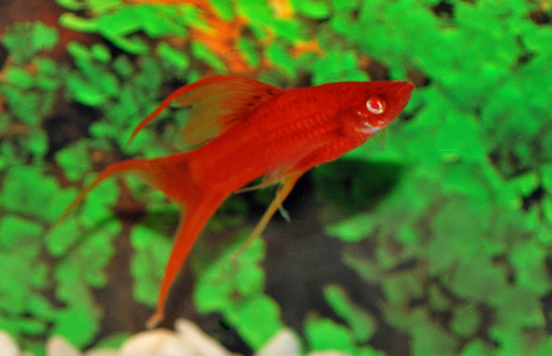 Porte-ÉpÉe Rouge Red Eye