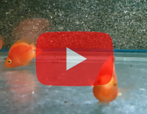 Poisson Perroquet Rouge