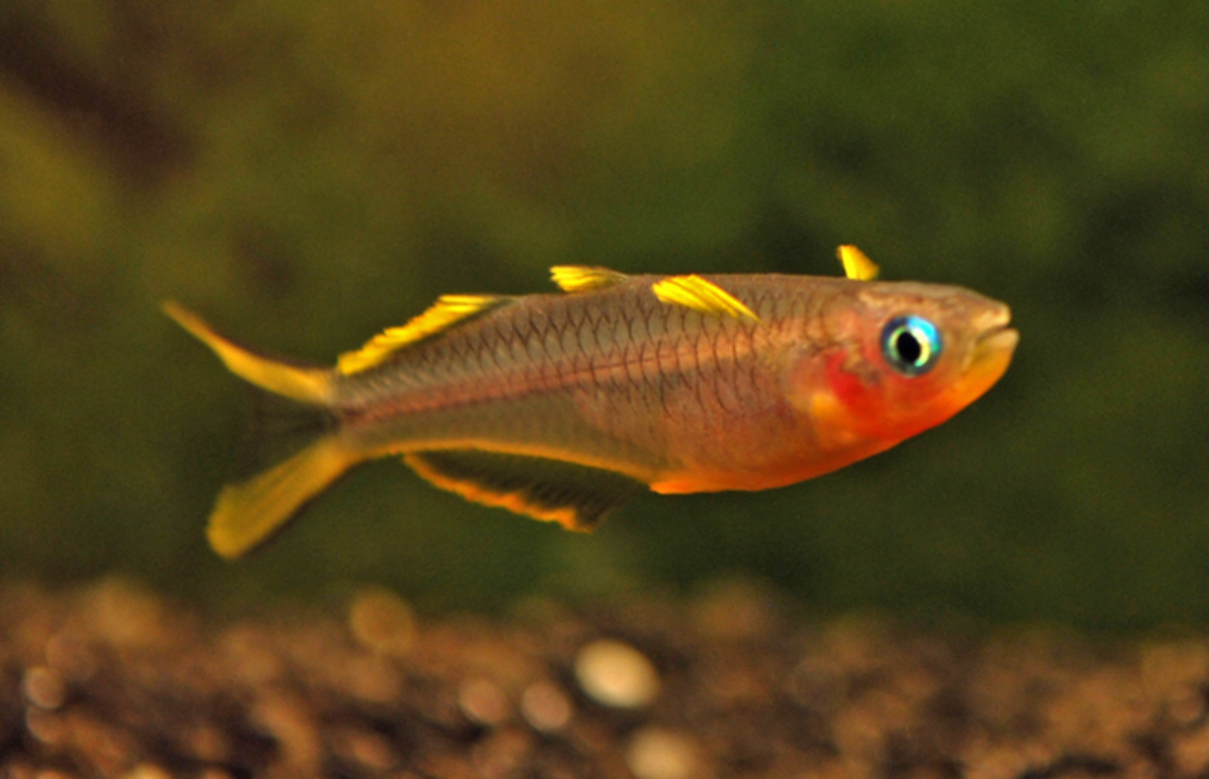 Pseudomugil Furcatus