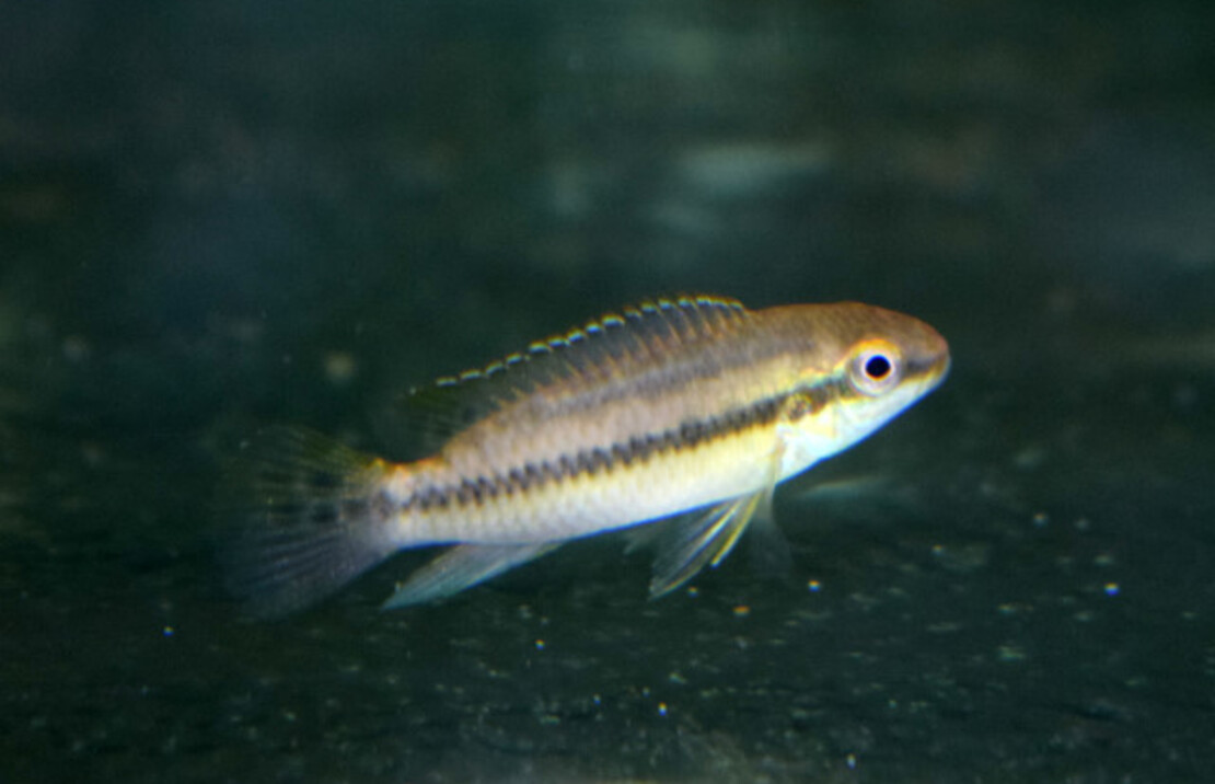 Dwergcichlide Lucanusi