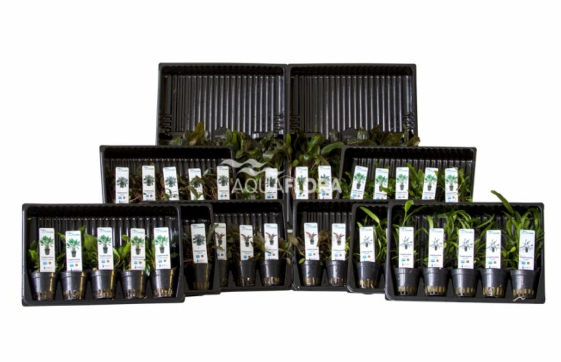 Ass. 4: 5x10 (50) Cryptocoryne - As