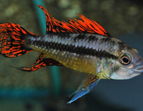 CichlidÉ Nain CacatoÈs Double Rouge