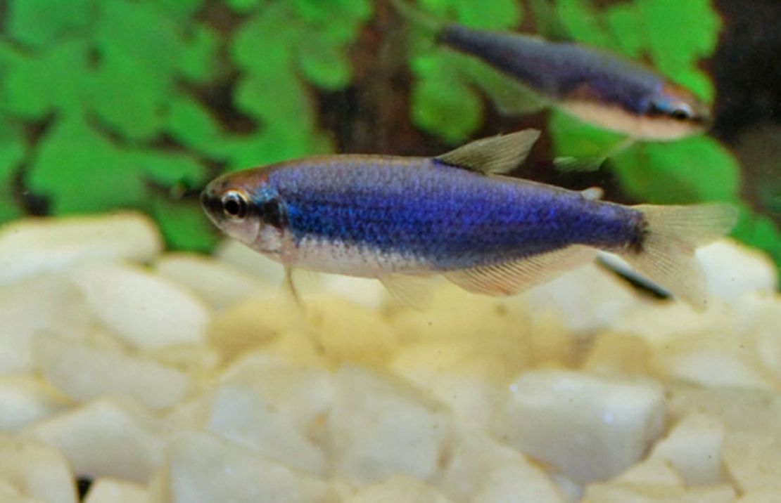 TÉtra Royal Super Bleu