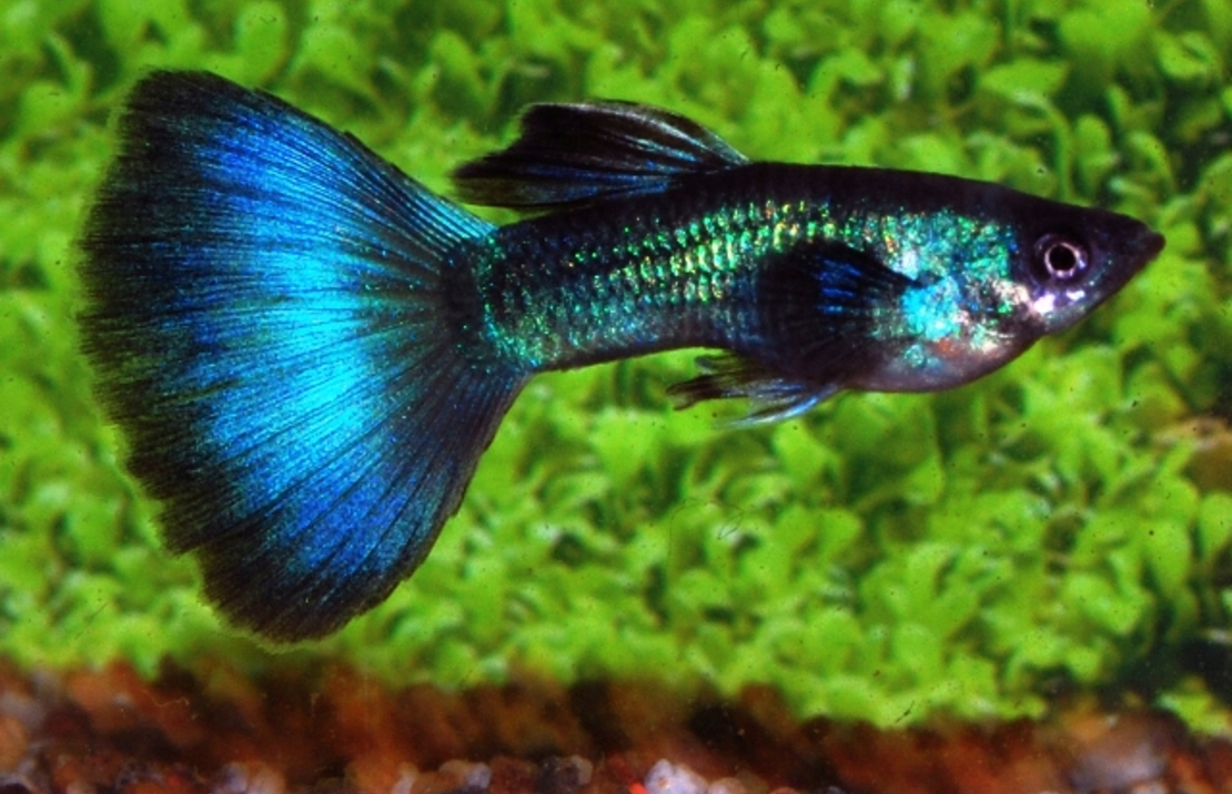 Guppy TÜrkis Mann