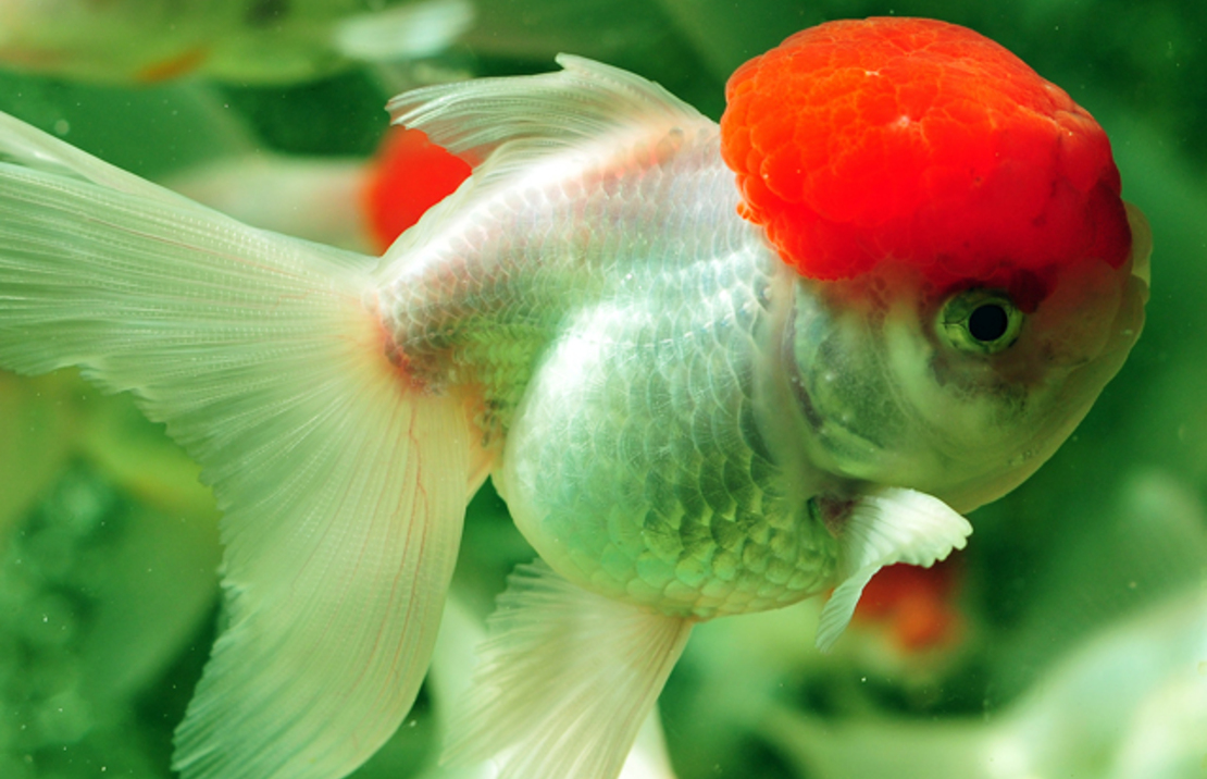 TÊte De Lion Red Cap