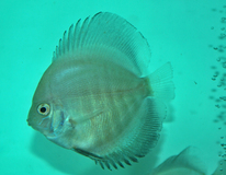 Discus Blanc Sparkling
