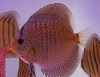Discus Snakeskin Blue