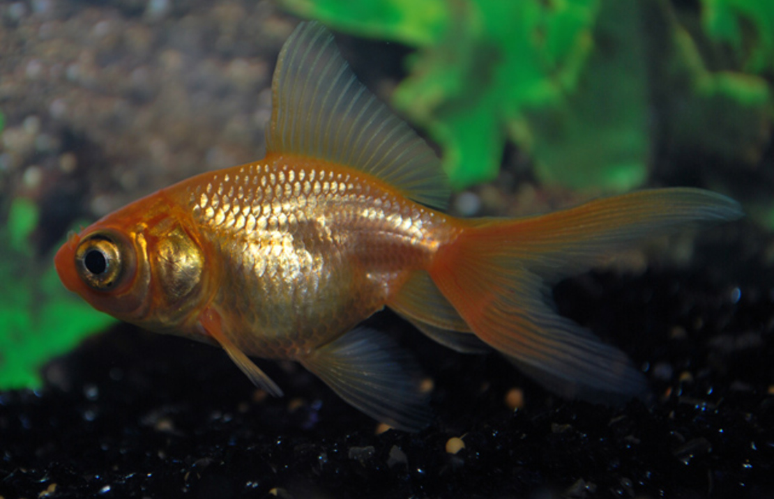 Fantail Telescope Red