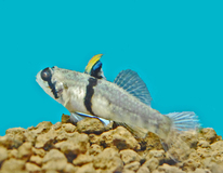 Gobie À Corne De RhinocÉros