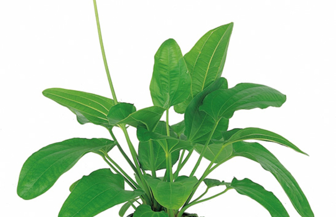 Echinodorus Sp. 'radicans' - Xl