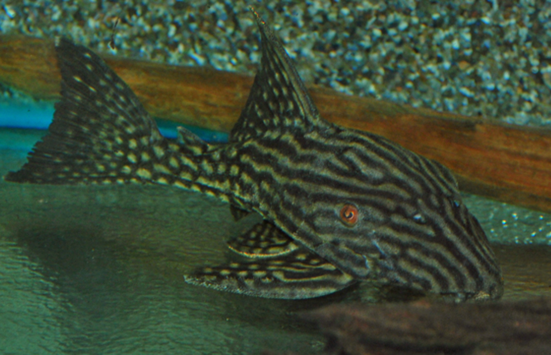 L330 Watermelon Pleco