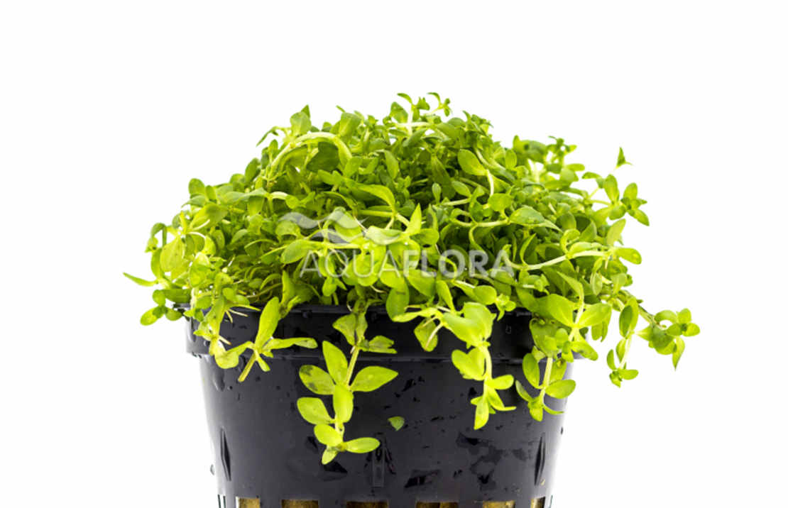 Micranthemum Micranthemoides - Pe