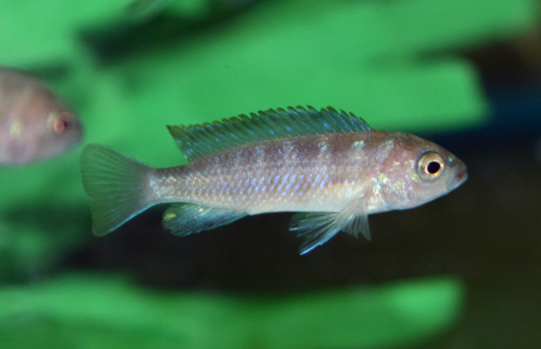 CichlidÉ Malawi Flavus