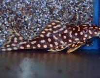 L082 Opal Spot Pleco
