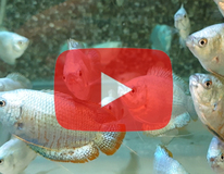 Dwarf Gourami Cobalt (m/f)