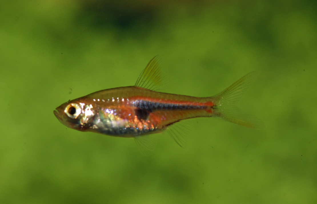Rasbora Hengeli