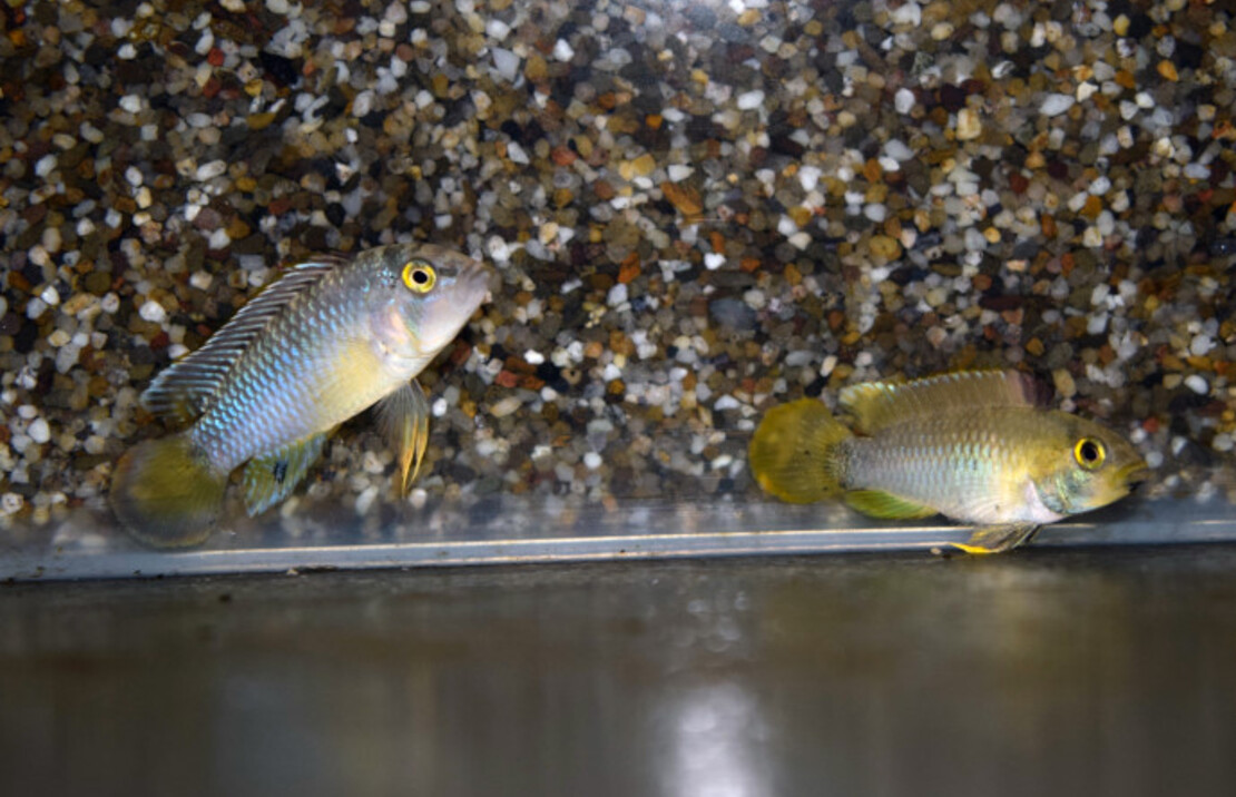 CichlidÉ Nain Panda