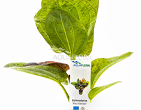 Echinodorus 'paul Kloecker' - Pe