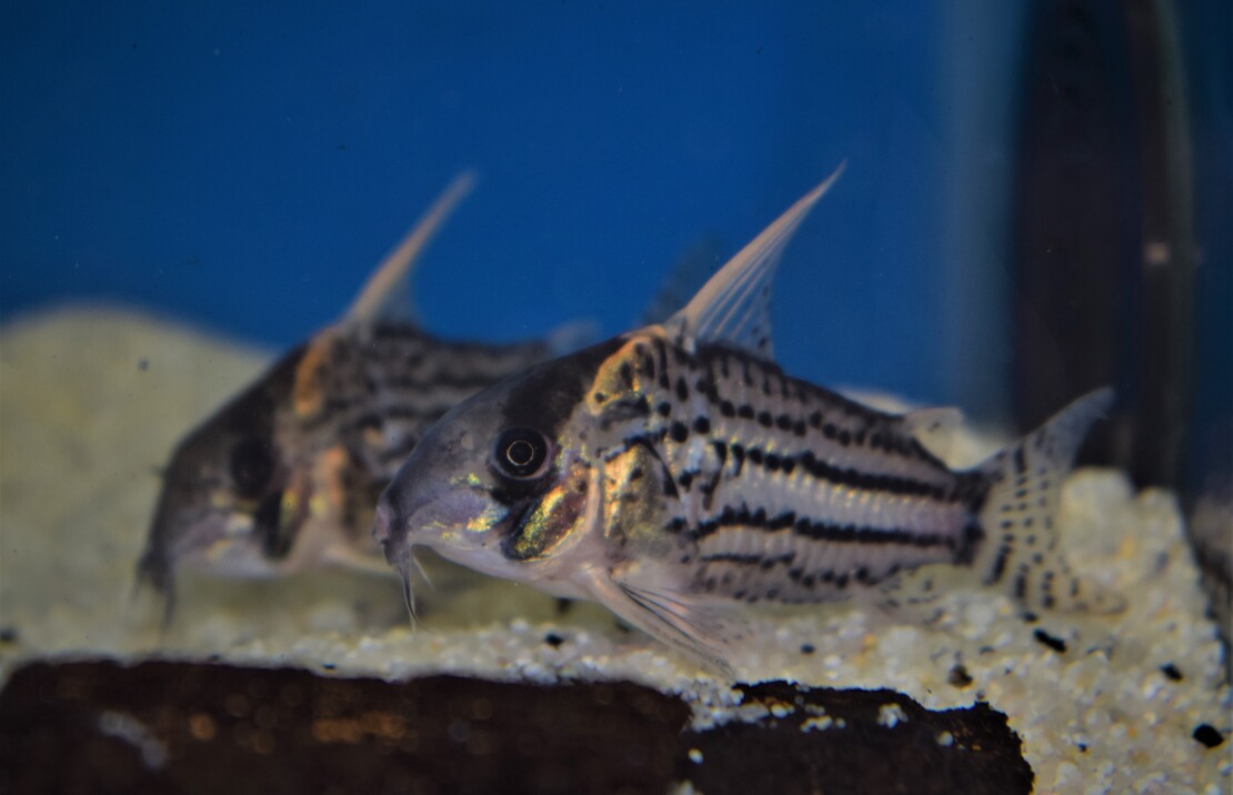 Corydoras Super Schwartzi Highfin