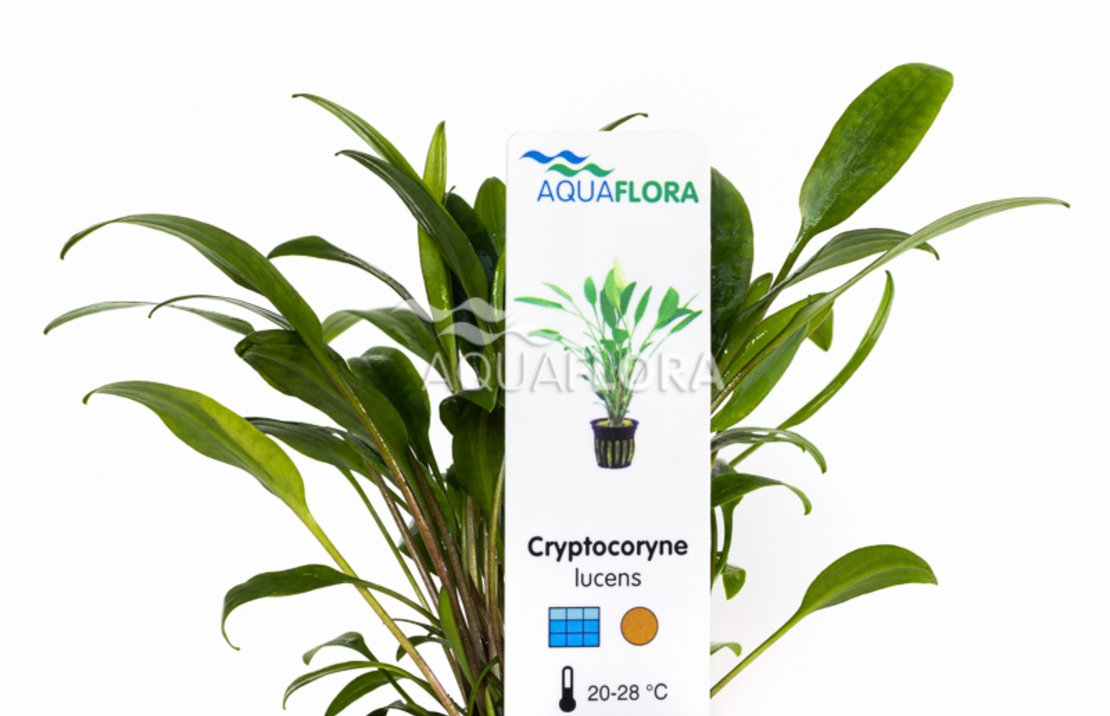 Cryptocoryne X Willisii 'lucens' - Pe