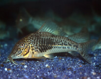 Corydoras Sarareensis