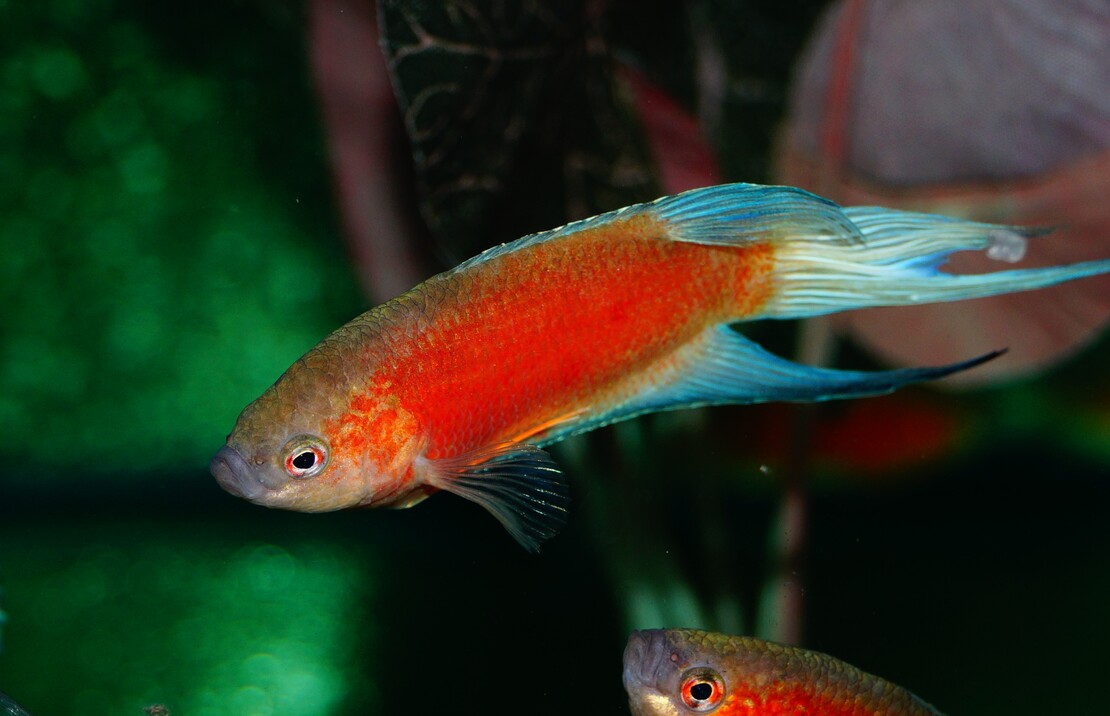 Poisson-paradis Palmes Bleue Rouge