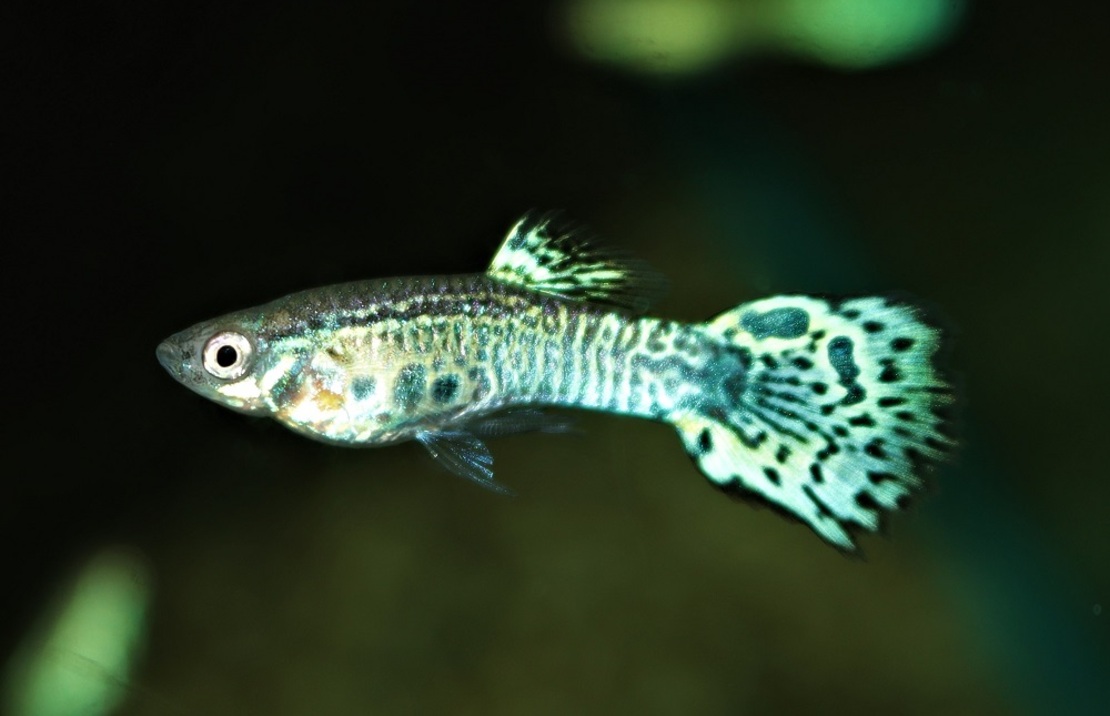 Guppy Roi Cobra Verte (m/f)